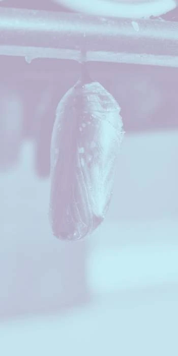 fractional digital leadership