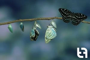 digital workplace consulting